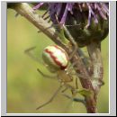 Enoplognatha lineata - Kugelspinne 03.jpg